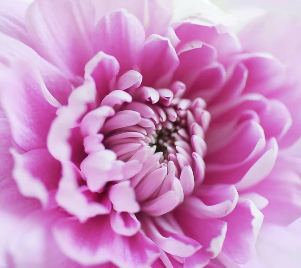 Piękne Chryzantemy Zamknij Kwiat — Zdjęcie stockowe