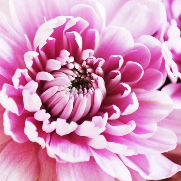 大型紫菊花背景 — 图库照片