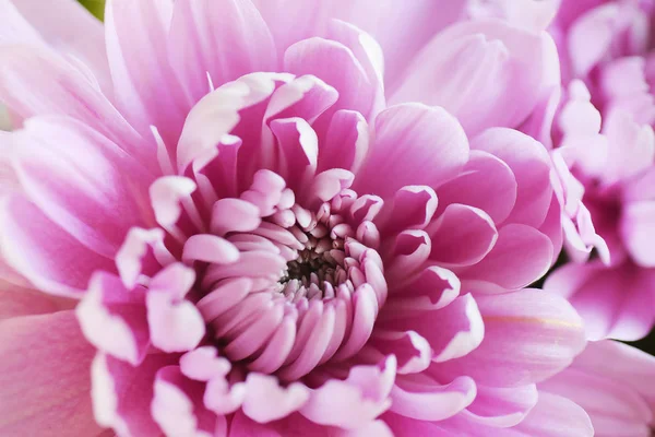 Macro Purple Chrysanthemums Background — Stock Photo, Image