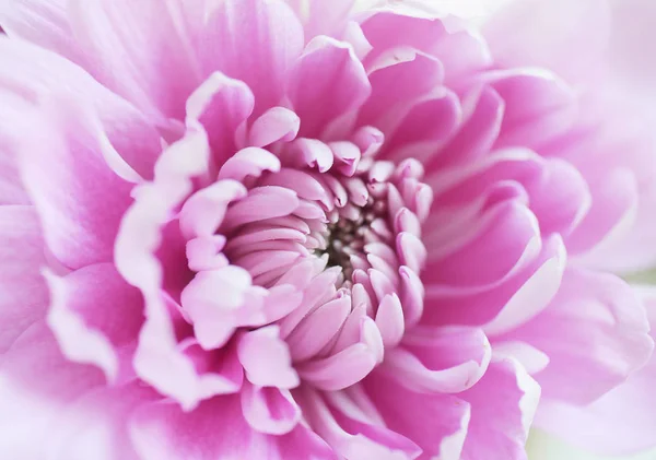 大型紫菊花背景 — 图库照片