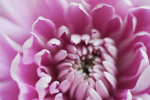 Beautiful Chrysanthemums Close Flower — Free Stock Photo