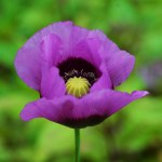 Flower of a pink poppy on green background