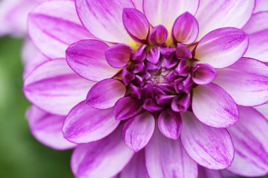 Pink aster macro background 