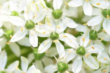 Allison taç yaprakları çiçeği. bahçe çiçekleri