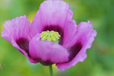 Flower of a pink poppy on green background 