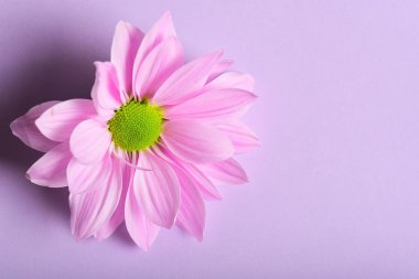 Pink Chrysanthemum Flower top view  on  Background