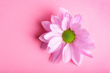 Pink Chrysanthemum Flower top view  on  Background