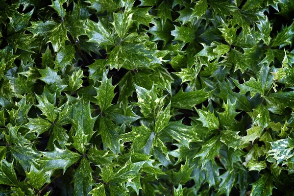 Blooming Bush Holly Flowers — 무료 스톡 포토