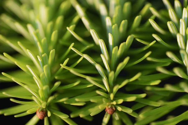 Abeto Azul Floresta — Fotografia de Stock Grátis