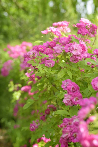 Close up view of pink rose Bush