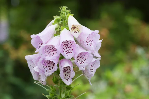 Blooming Foxglove Digitalis Purpurea — Ücretsiz Stok Fotoğraf