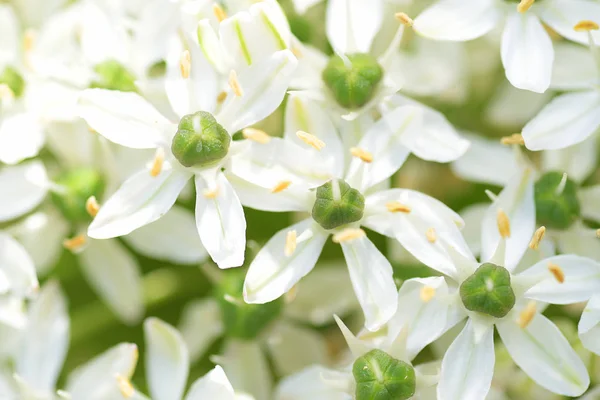 Alliumblätter Blühen Gartenblumen — kostenloses Stockfoto