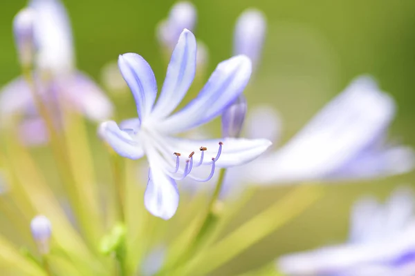 Tender Purple Wildflowers Closeup — 图库照片