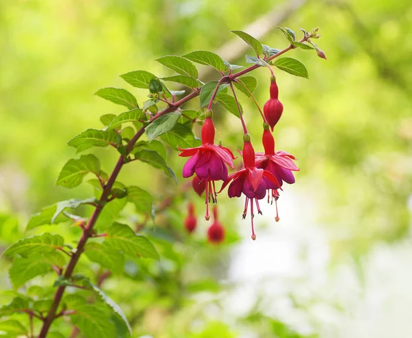 关闭的粉红色 Fuchia 花与绿色背景 — 免费的图库照片