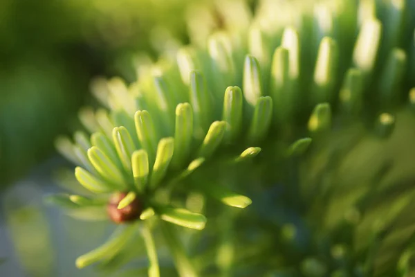 Abeto Azul Floresta — Fotografia de Stock Grátis