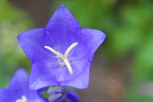 Buds Leaves Bell Flower — Gratis stockfoto