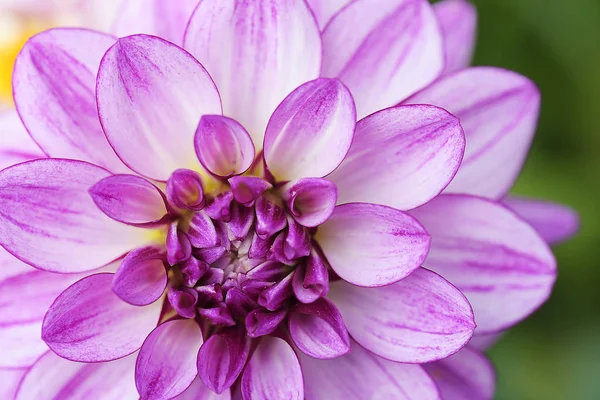 Pink Aster Macro Fundal — Fotografie de stoc gratuită