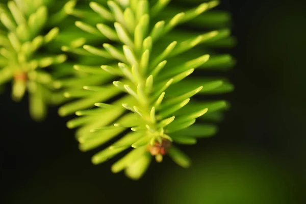 Épinette Bleue Dans Forêt — Photo gratuite