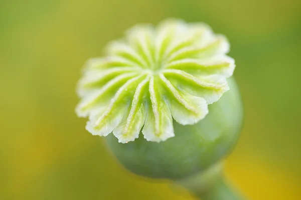 Sluiten Van Groene Papaver Knop — Stockfoto