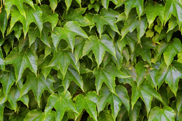Detailní Záběr Textury Zelená Žijících Vinné Listy — Stock fotografie zdarma