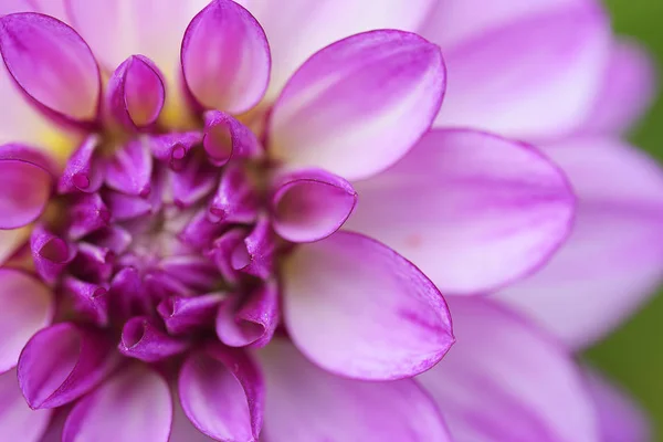 Close Pink Aster Macro — 图库照片