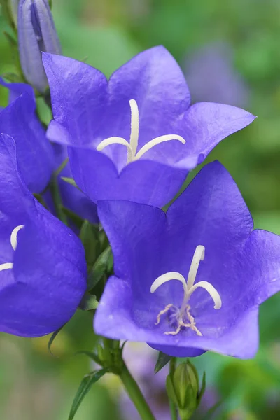 Buds Leaves Bell Flower — 무료 스톡 포토