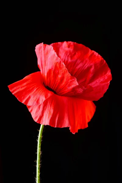 Fiore Papavero Rosso Sfondo Nero — Foto Stock