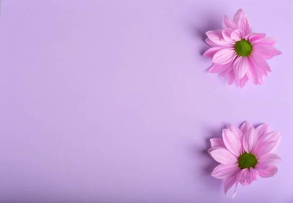 Pink Chrysanthemum Flower Top View Background — 무료 스톡 포토