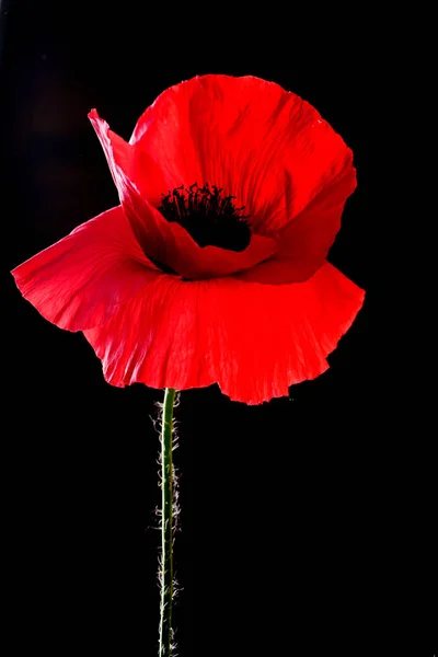 Flor Una Amapola Roja Sobre Fondo Negro — Foto de stock gratis