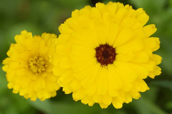 Kuning Bunga Krisan Latar Belakang Makro — Foto Stok Gratis