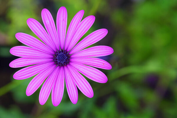 Pink aster macro background — Stock Image Pink Aster Macro Background Stock Picture