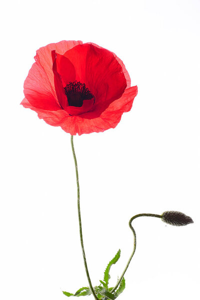 Flower of a red poppy isolated background — Stock Image Flower Red Poppy Isolated Background Royalty Free Stock Images