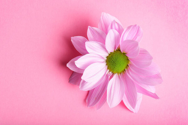 Pink Chrysanthemum Flower top view on Background — Stock Image Pink Chrysanthemum Flower Top View Background Stock Image