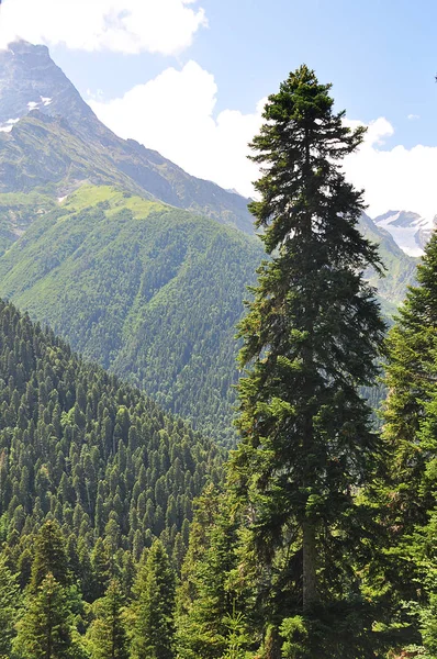 Vue Depuis Les Montagnes Sur Dombai Russie — Photo gratuite