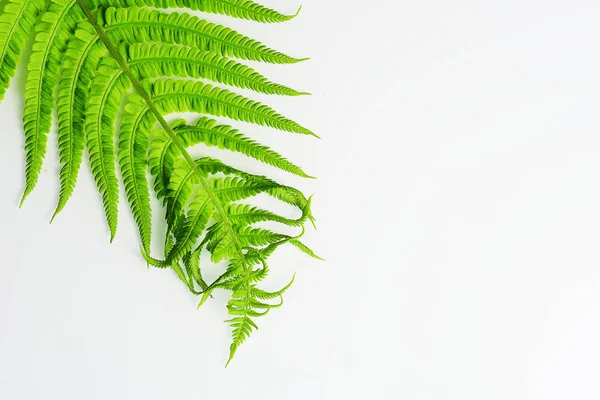 Крупним Планом Красивий Зелений Папороть — Безкоштовне стокове фото