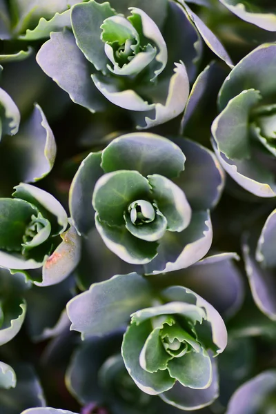 Färska Gröna Suckulenter Natur Bakgrund — Gratis stockfoto