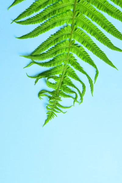 Närbild Vackra Gröna Ormbunke — Gratis stockfoto