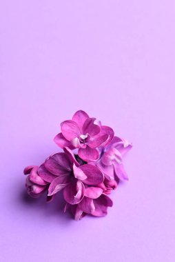 Pastel zemin üzerine Eflatun çiçekler 