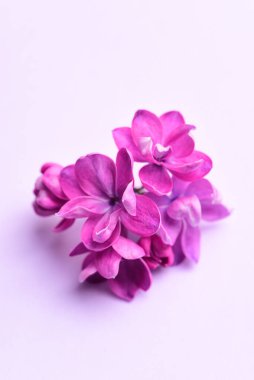 Beyaz arkaplanda leylak çiçekleri 