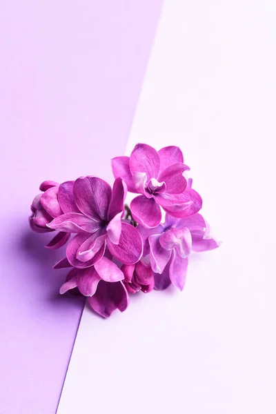 Flores Lila Sobre Fondo Pastel — Foto de Stock