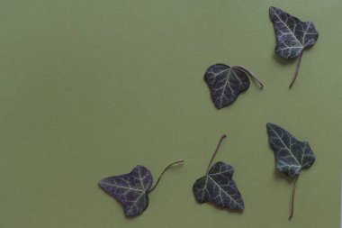 Yeşil arkaplanda kopya alanı olan zehirli sarmaşık yaprakları