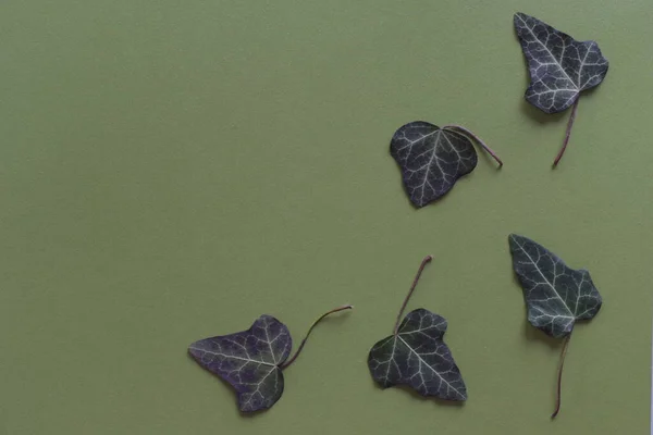 Gift Murgröna Blad Grön Bakgrund Med Kopia Utrymme — Stockfoto