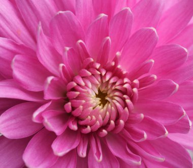 makro pembe kasımpatı.