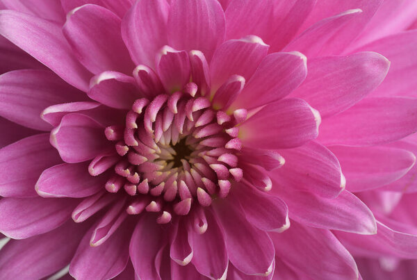 macro shot of pink chrysanthemum