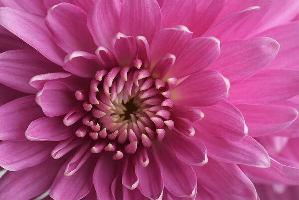 Макро-снимок розовой хризантемы
