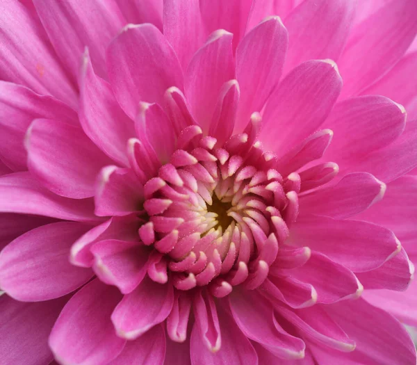 Macro Shot Crizantemă Roz — Fotografie, imagine de stoc