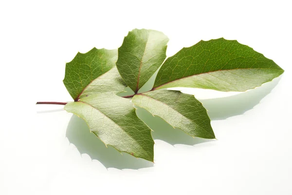Органічне Зелене Листя Ізольоване Білому Тлі — стокове фото