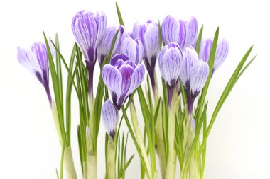 Mor krokus buketi - beyaz arkaplanda yalıtılmış bahar çiçekleri