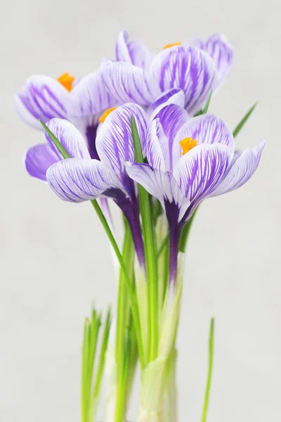 Вид Фиолетовый Крокус Весенние Цветы — стоковое фото