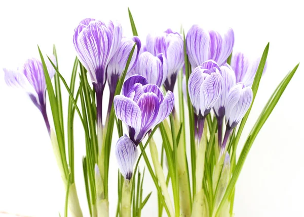 Детальный Вид Фиолетового Крокуса Белом Фоне — стоковое фото